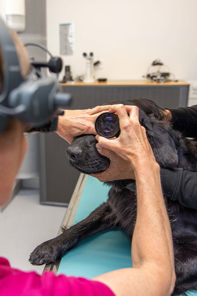 Augen-Untersuchung beim Hund